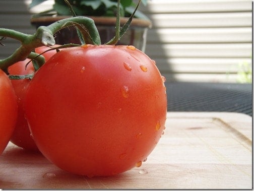 tomatoes