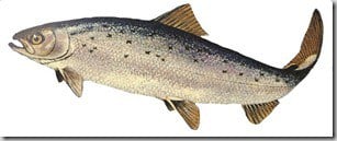 Atlantic salmon. Salmo salar.