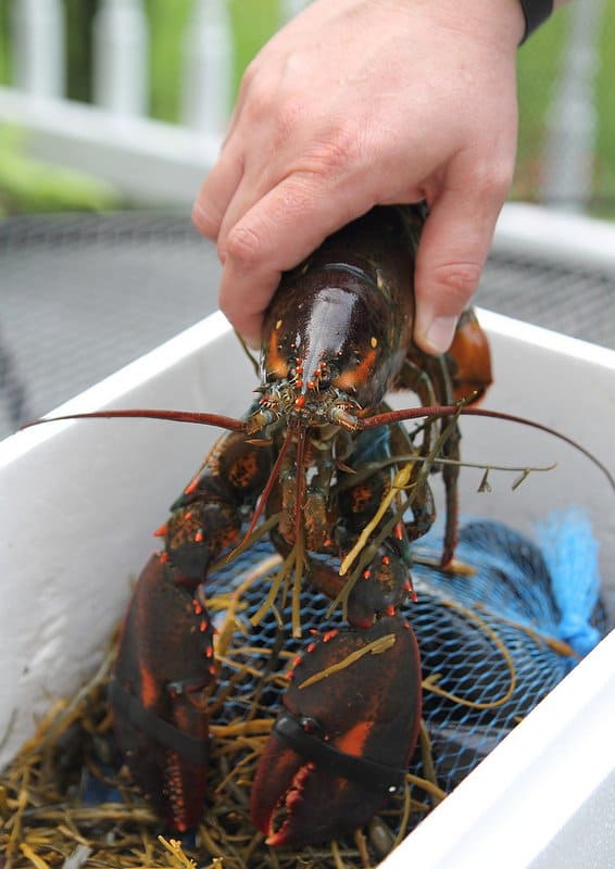 Maine lobster | runningtothekitchen.com