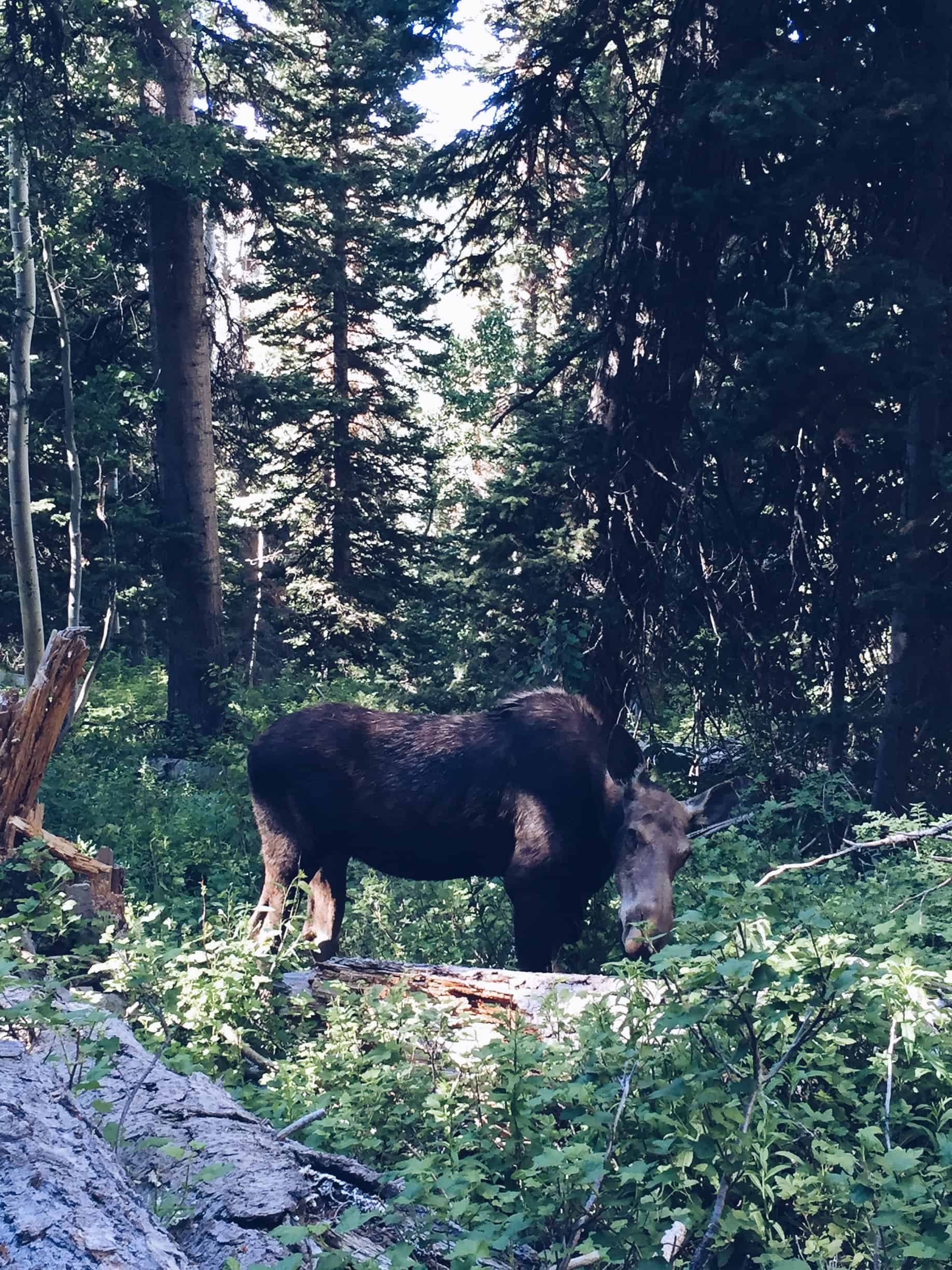 A moose on the trail at Solitude Mountain