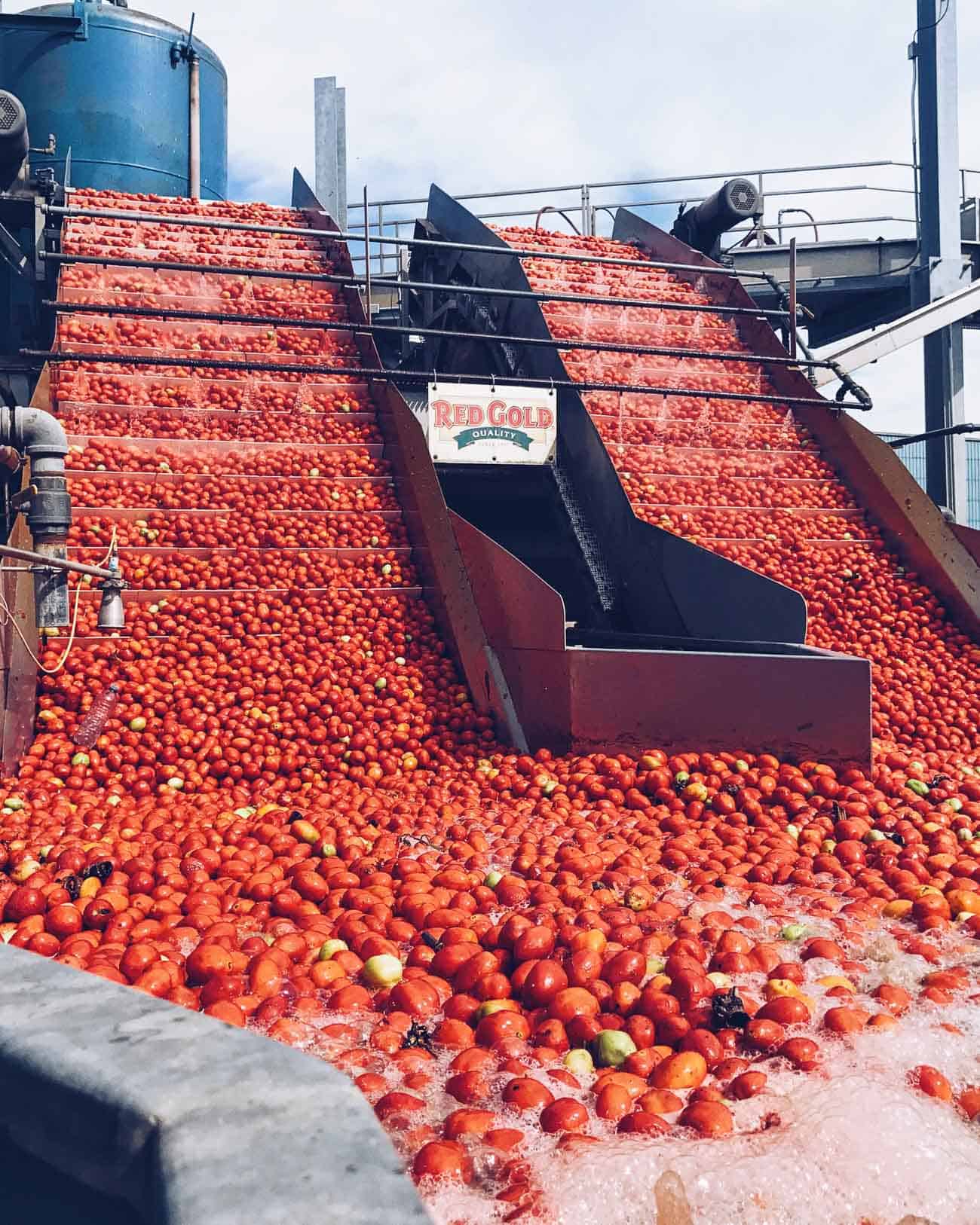 Processing tomatoes at Tuttorosso factory