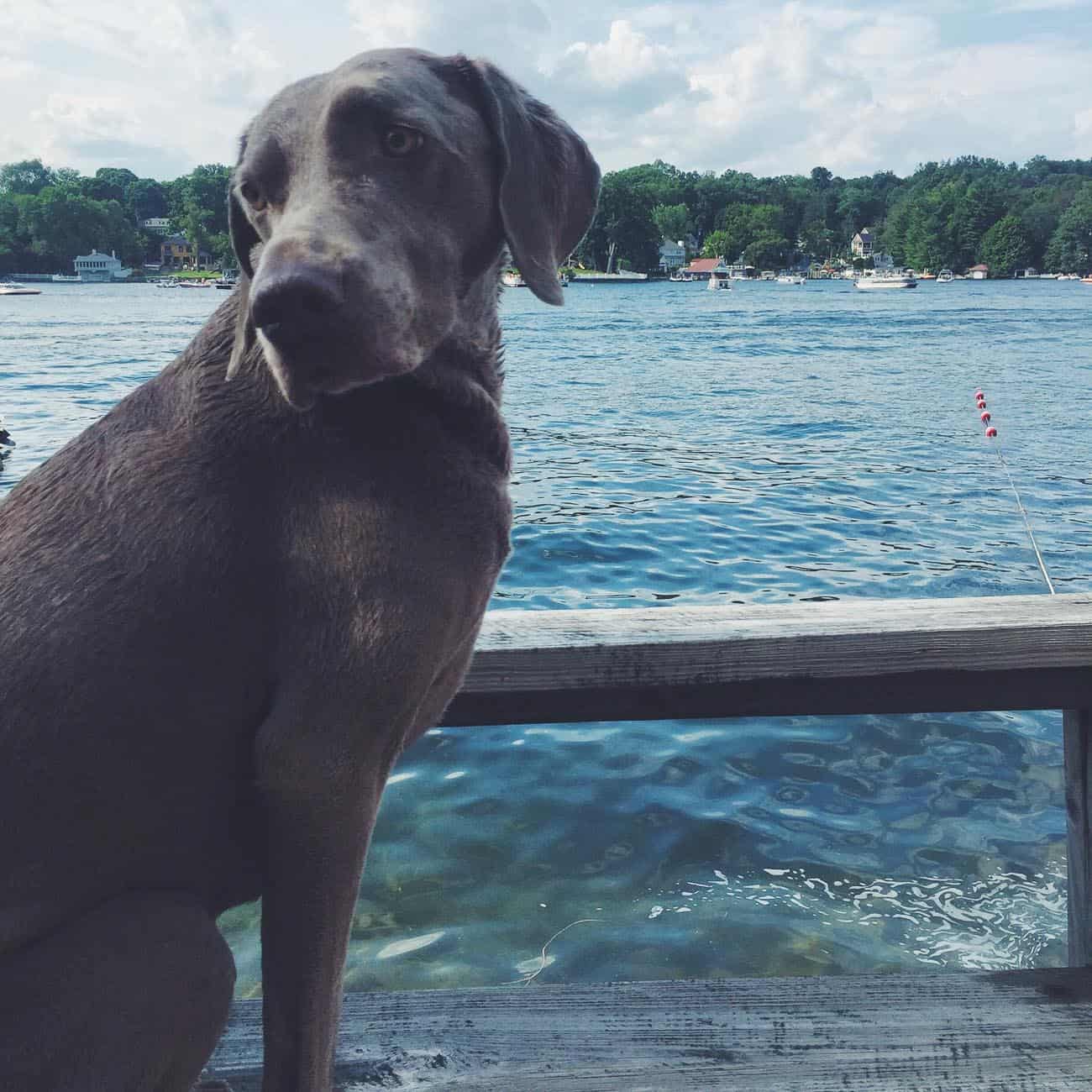 Weimaraner at Lake Mahopac