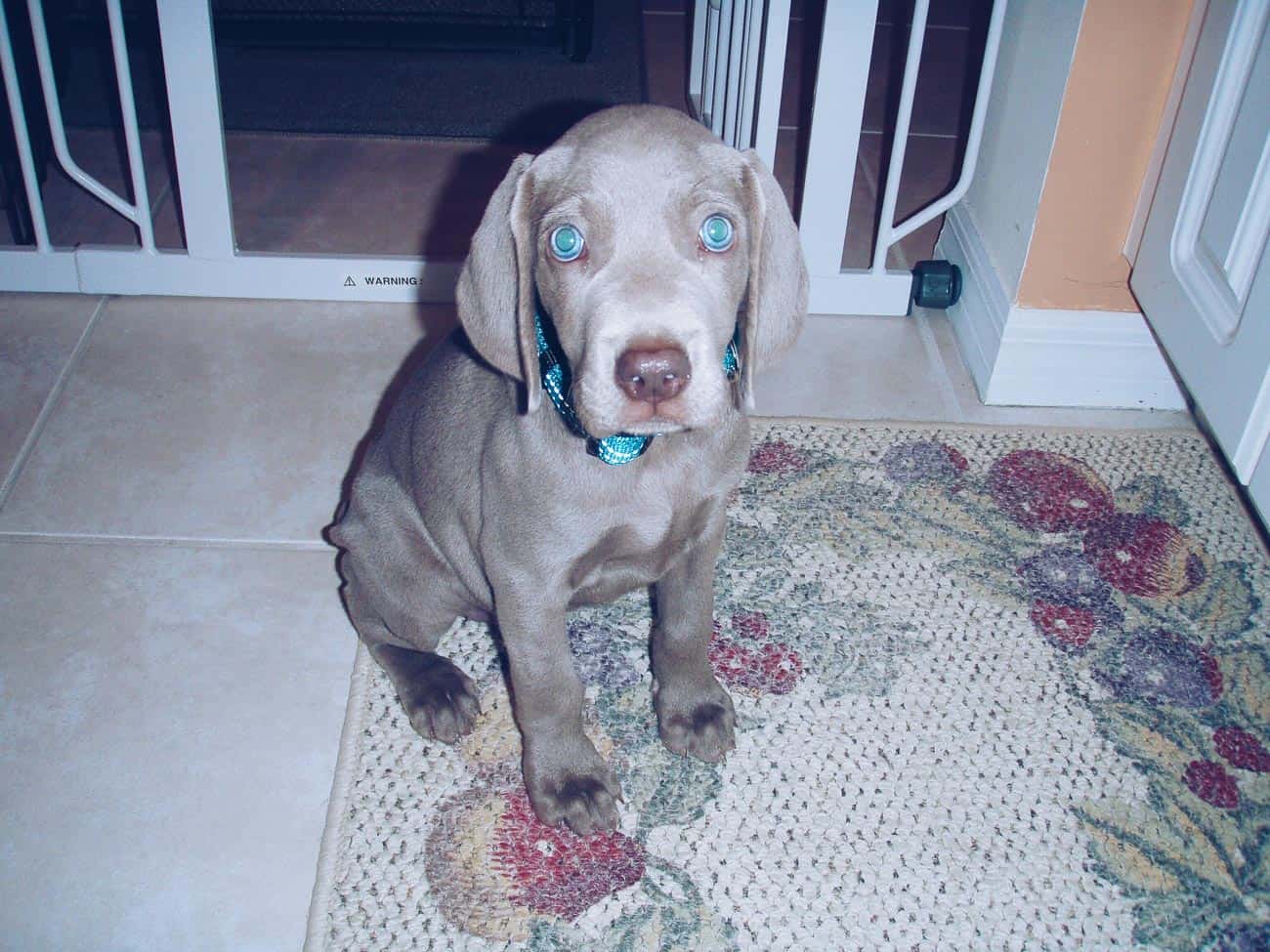 Weimaraner puppy 8 weeks old