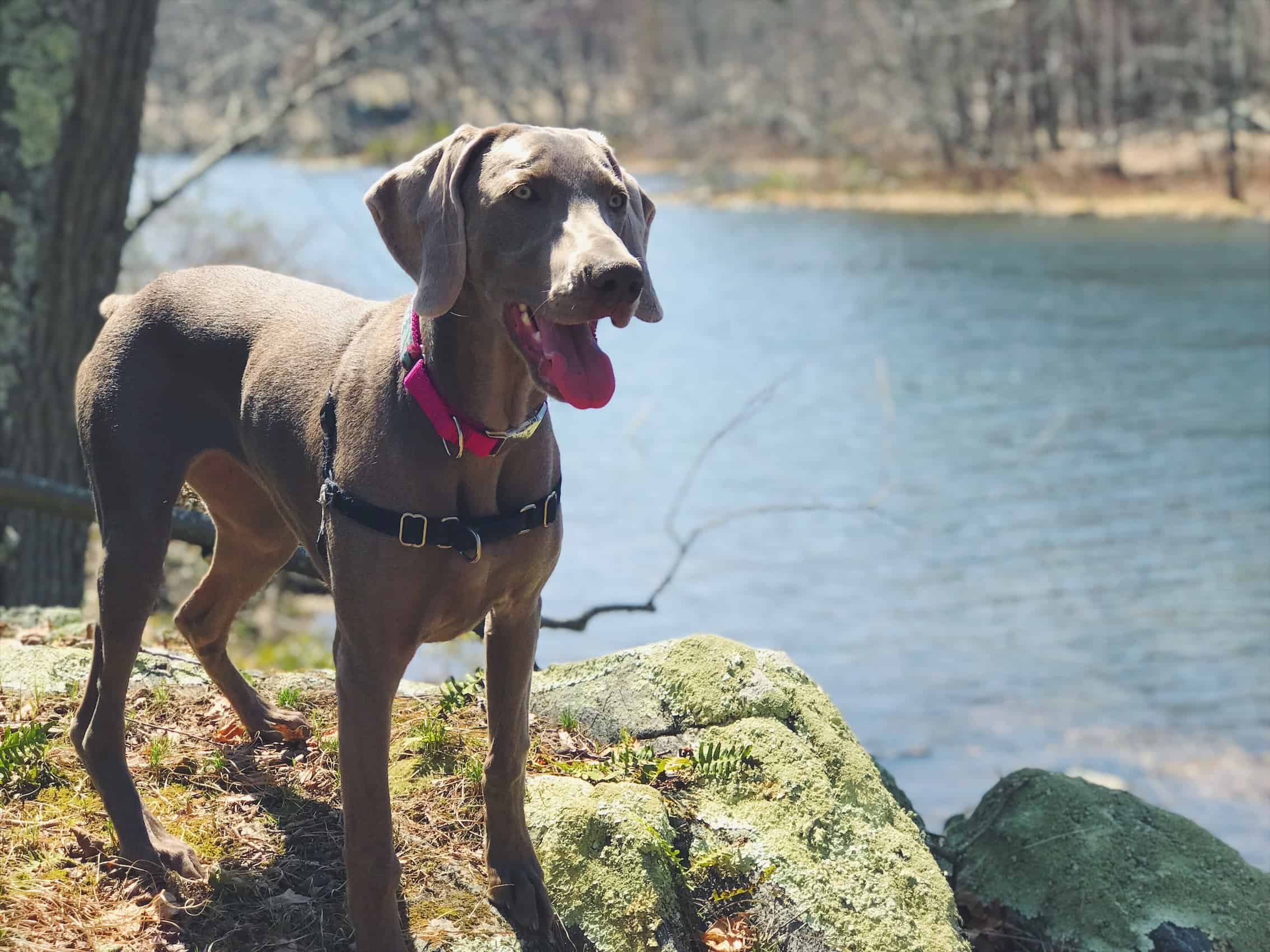 Holly, Weimaraner at Nuclear Lake in NY