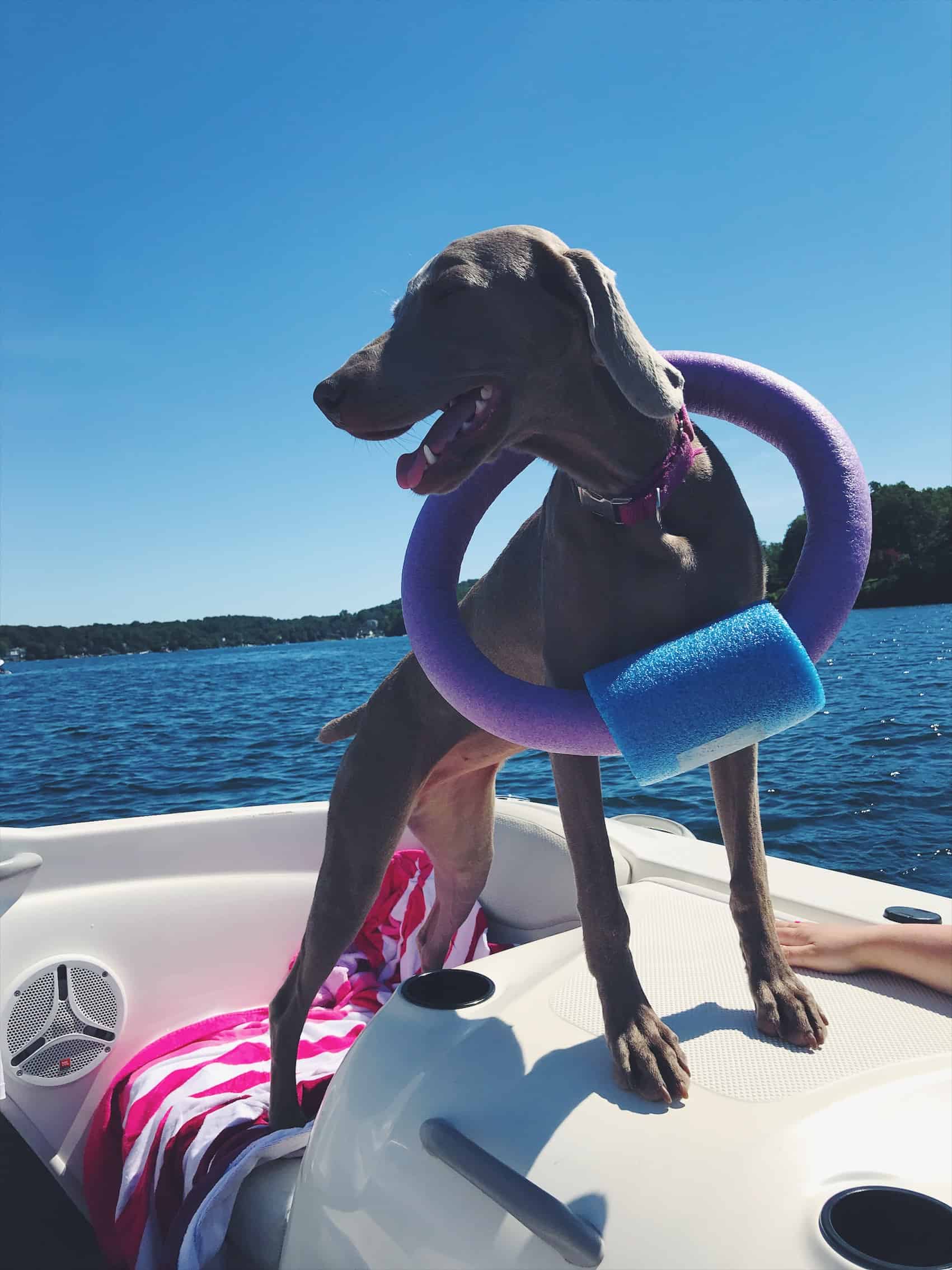 Lake Mahopac, NY and Weimaraner puppy on boat