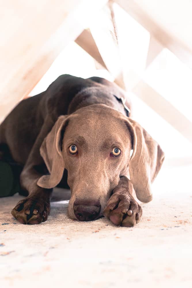 10 month old Weimaraner puppy wishing for table scraps.