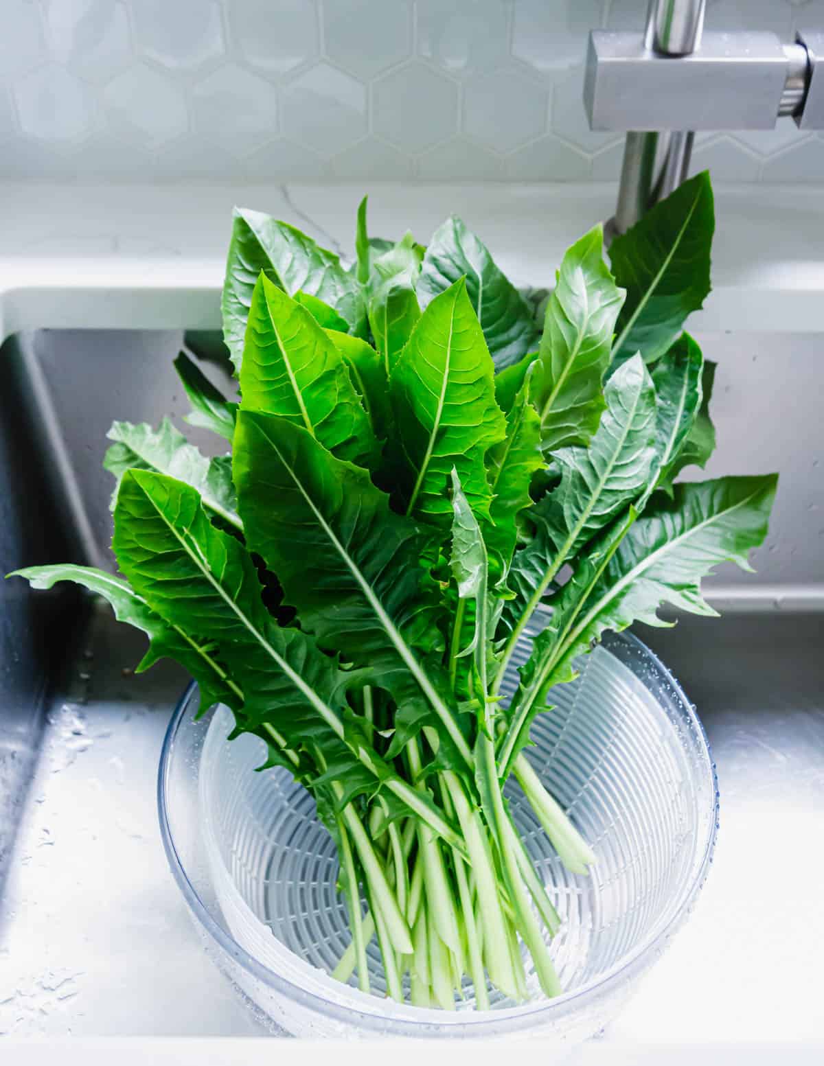 fresh dandelion greens from the garden