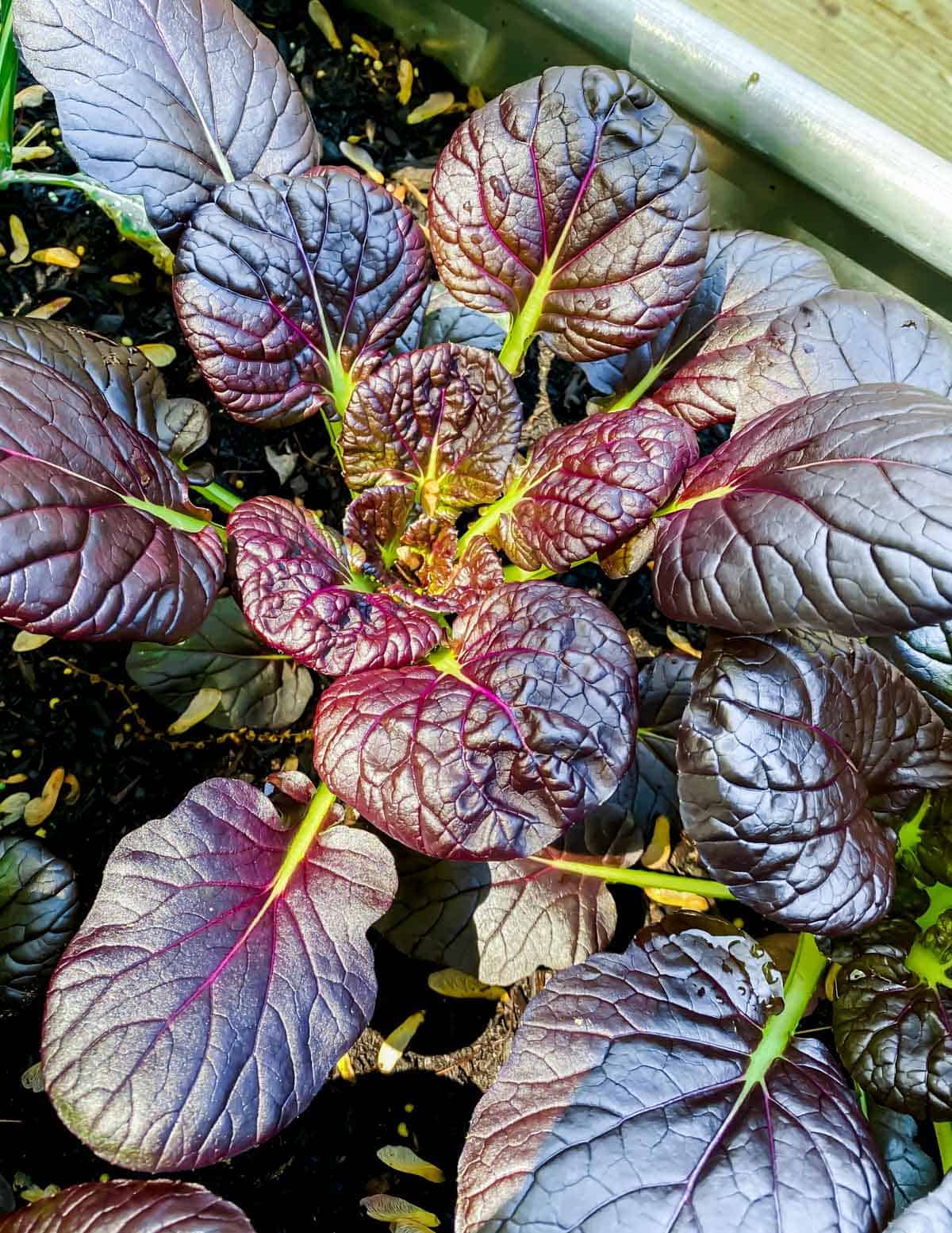 Purple Asian tatsoi greens in a stock tank garden.