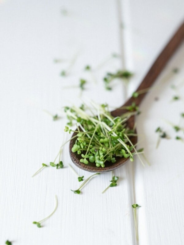 Sprouts on a wooden spoon on white surface.