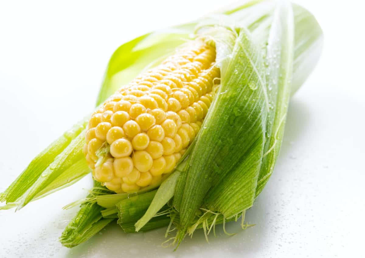 Close up of corn on the cob with the husk peeled back slightly.