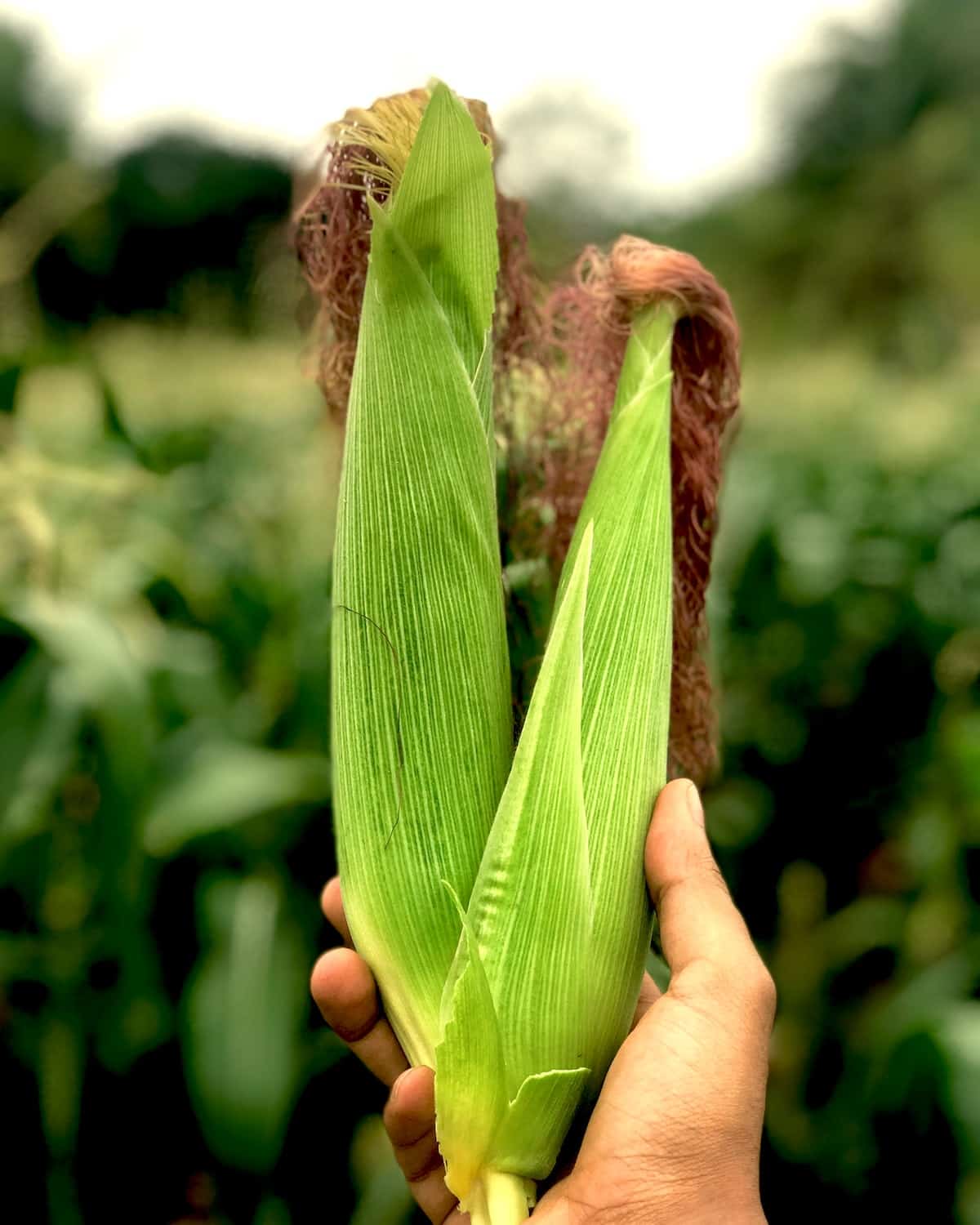 Person holding two corn on the cobs unpeeled in their hand.