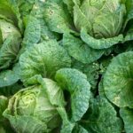 Green cabbage.