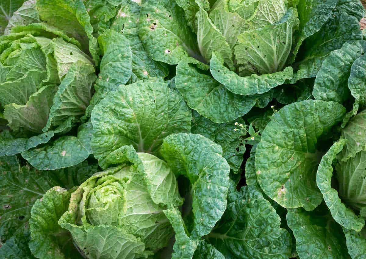 Green cabbage.