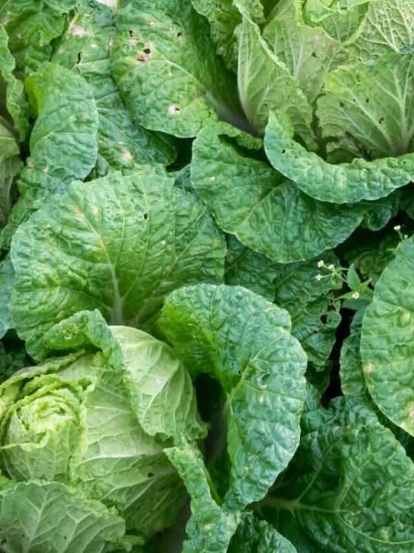 Green cabbage.