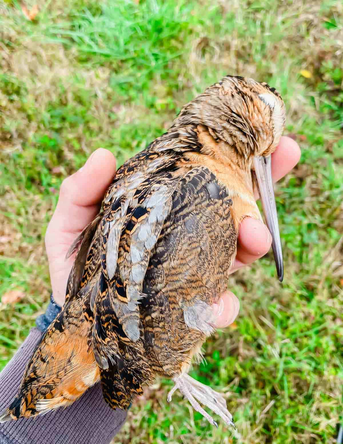 A person holding a woodcock bird in their hand.