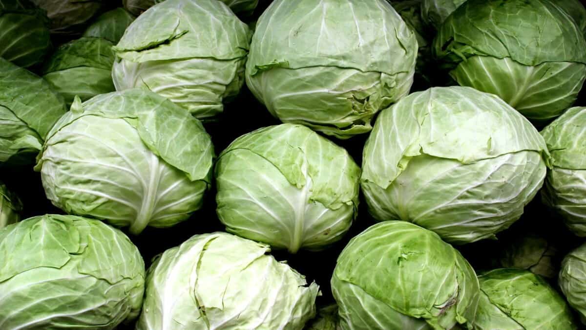 Many green cabbages are piled up in a pile.