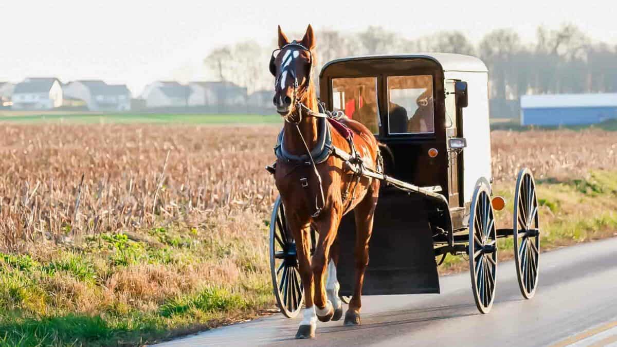 A horse pulling a buggy down a country road.