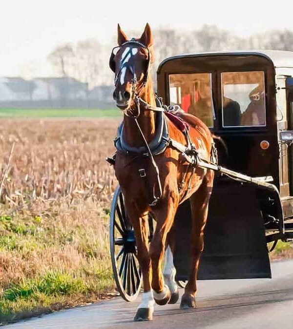 A horse pulling a buggy down a country road.