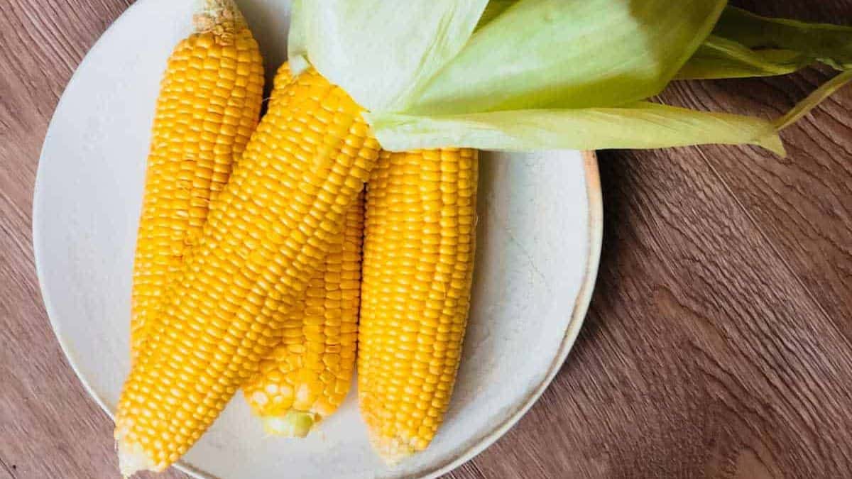 A plate of corn on the cob.