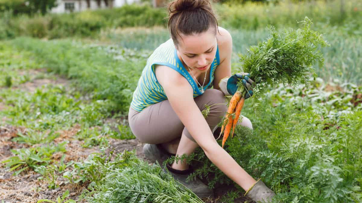 A woman harvesting carrots in a garden.