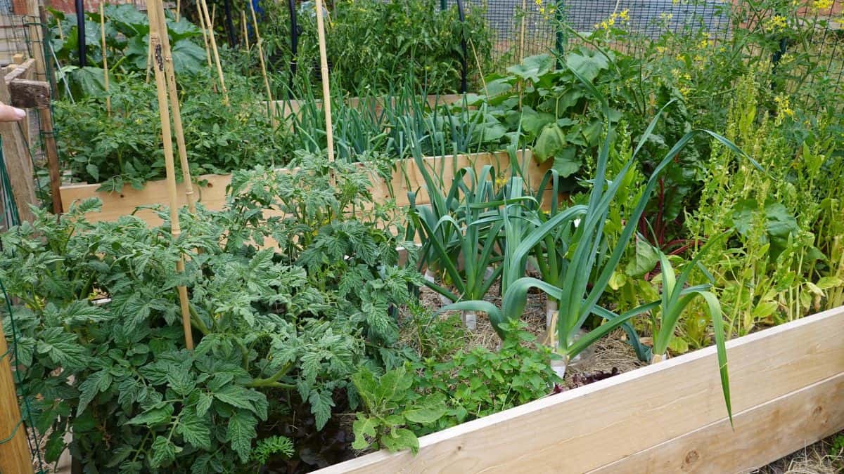 A raised garden bed filled with a variety of plants, including tomatoes, leeks, and leafy greens.