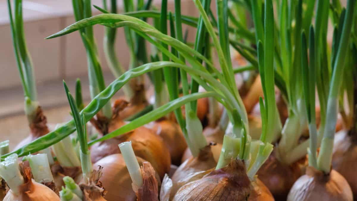 Onions growing in a pot on a counter.