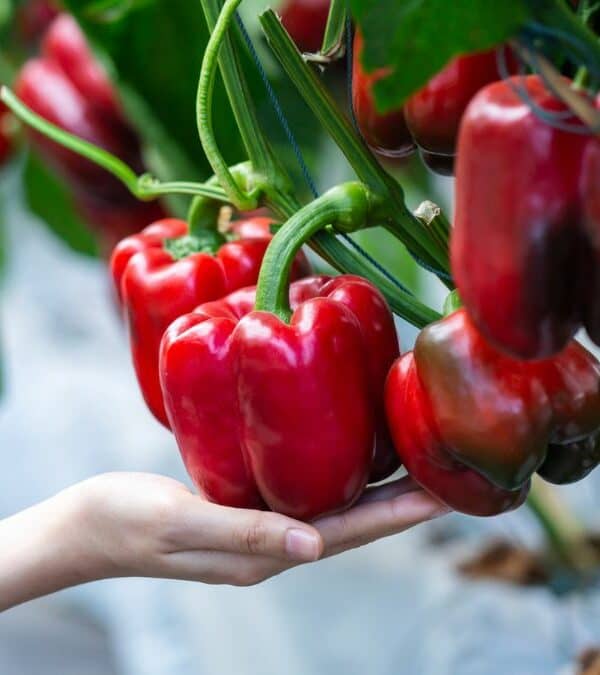 Hand picking ripe red bell peppers from a plant.