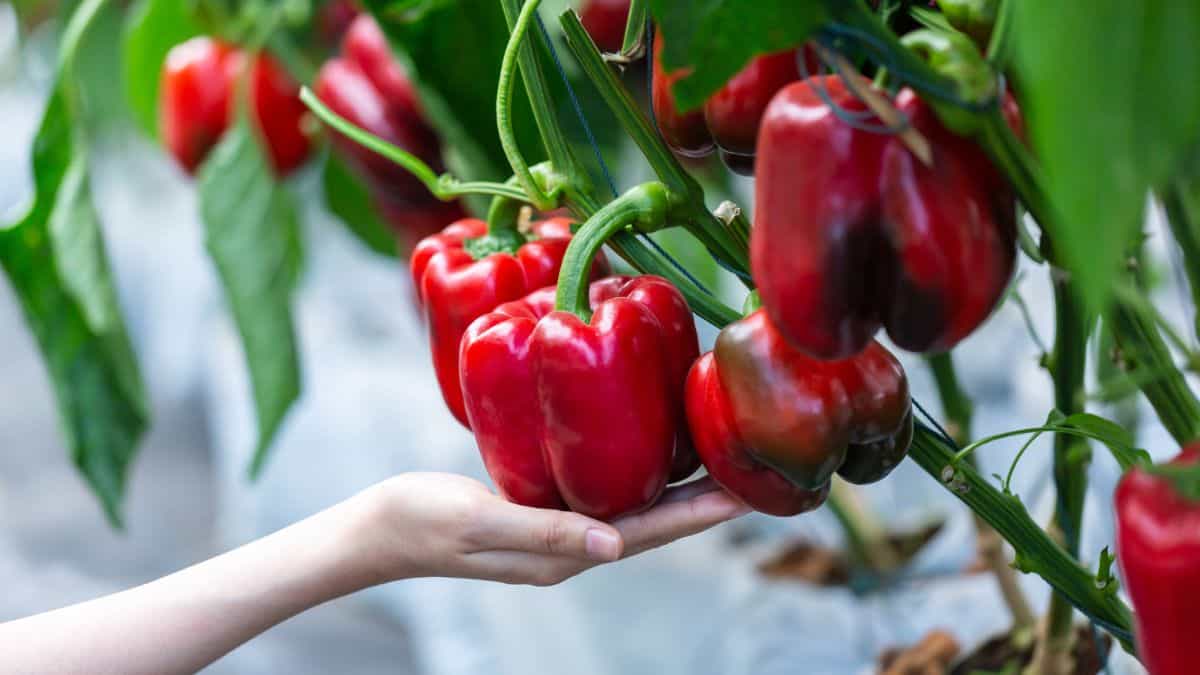 Hand picking ripe red bell peppers from a plant.