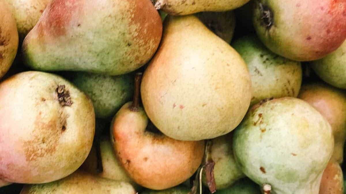 A close-up of a pile of fresh pears with varying colors and slight blemishes.