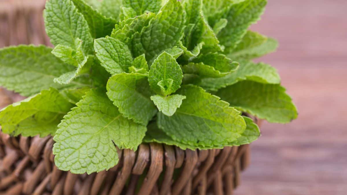 Mint leaves in a wicker basket on a wooden table.