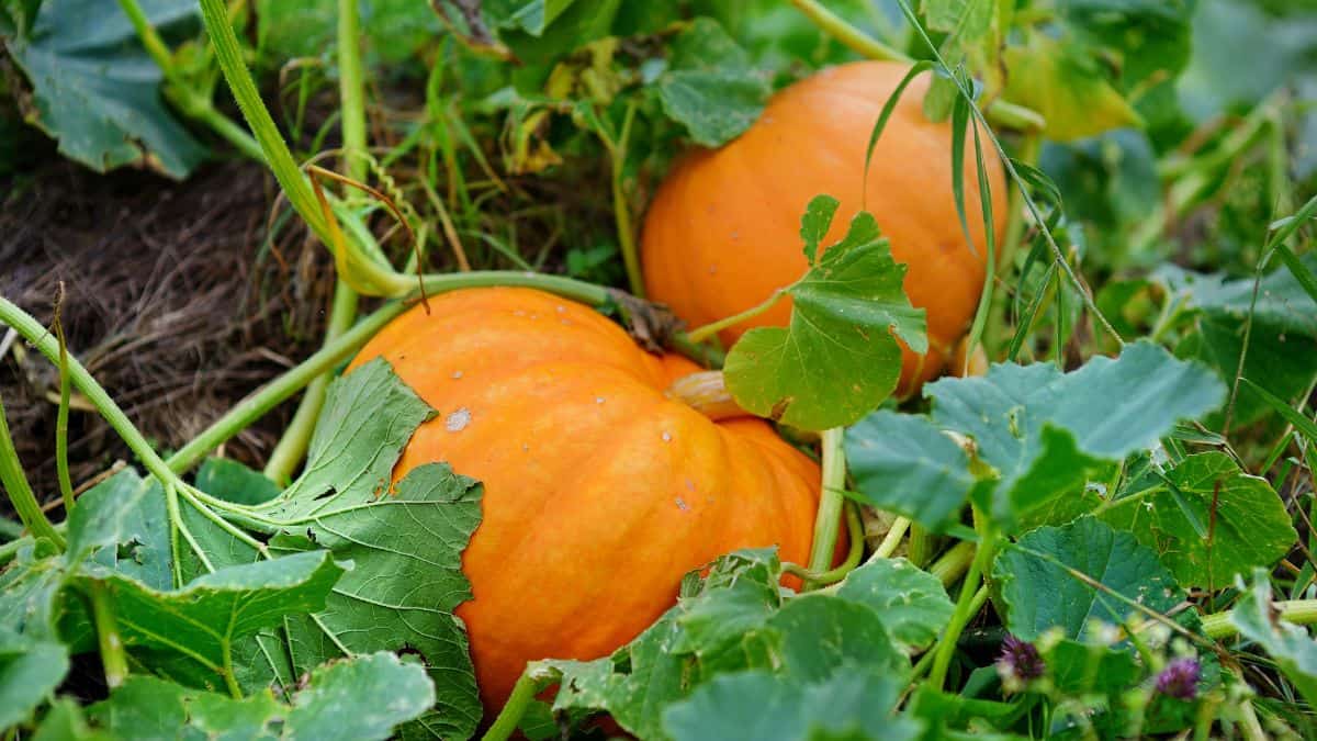 Orange pumpkins nestled among green leaves in a pumpkin patch.