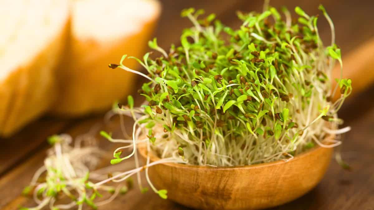 A bowl of fresh alfalfa sprouts with a loaf of bread in the background.