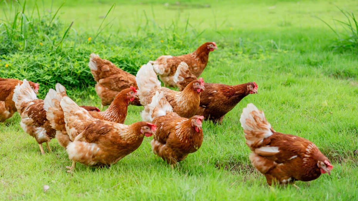 A flock of chickens foraging in a green field.