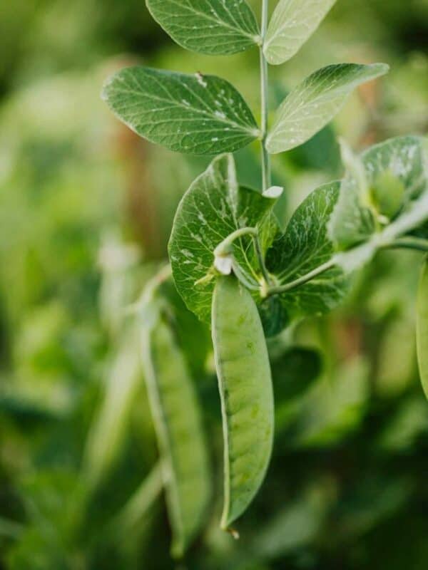 Close-up of a pea plant with vibrant green leaves and mature pods, against a softly blurred green background.