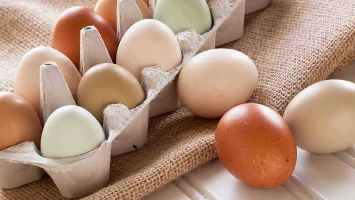 A variety of eggs in different colors arranged in a cardboard egg carton.