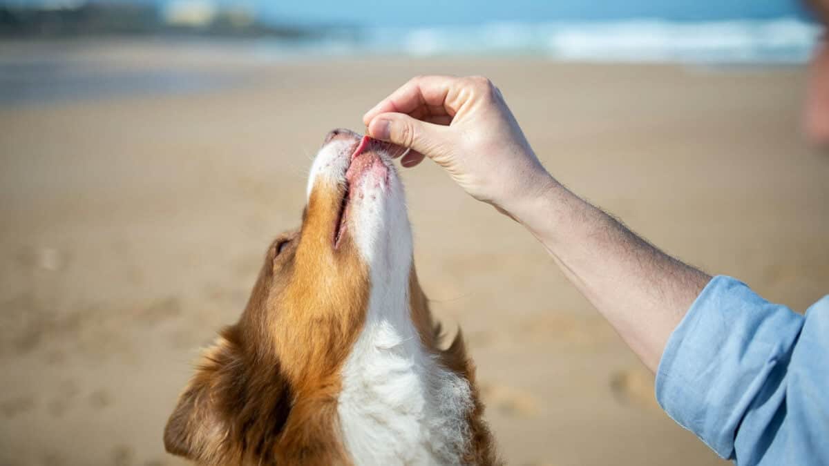 Person feeding a dog on the beach.
