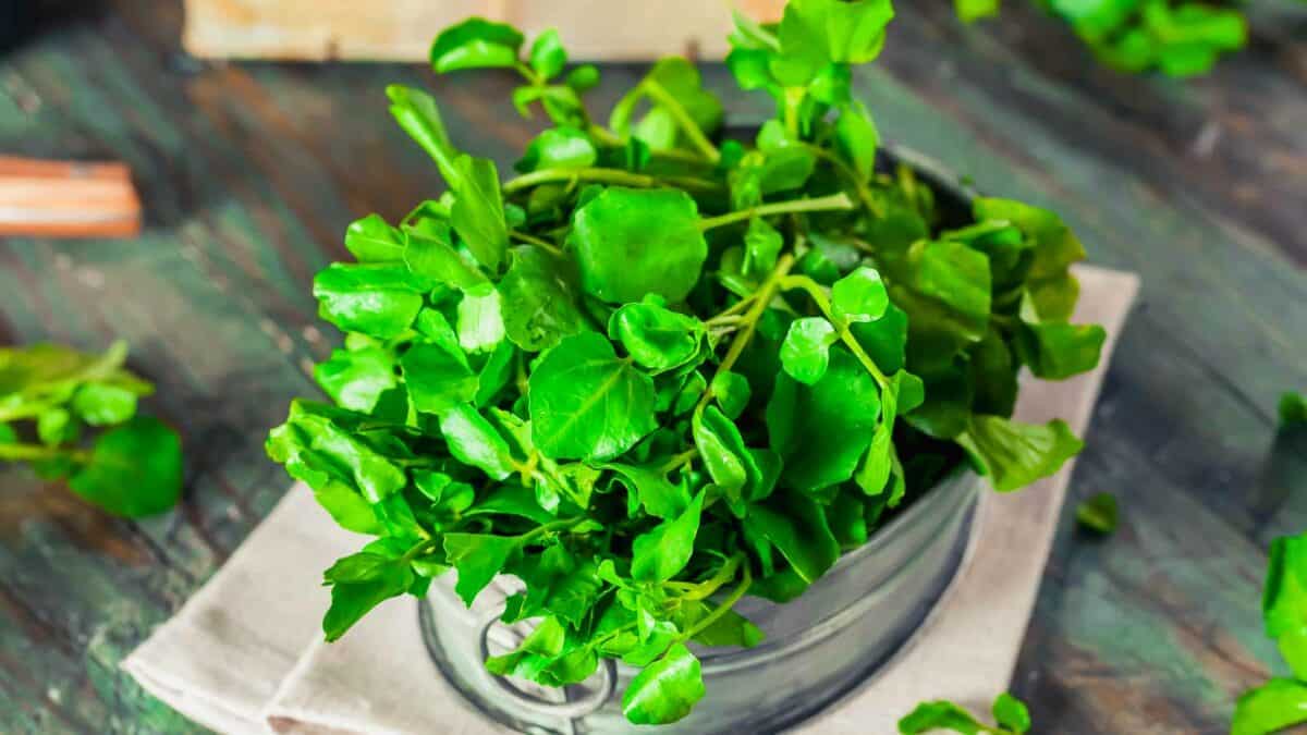 A bowl of fresh watercress on a wooden surface.