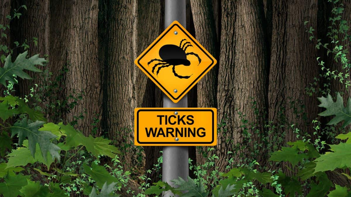 A "ticks warning" sign featuring a tick icon, mounted on a tree trunk in a densely wooded area.