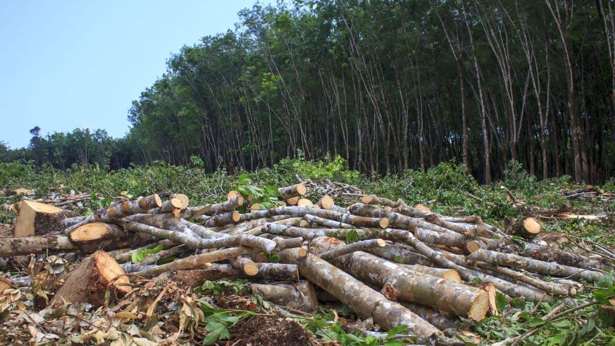 Stacks of freshly cut logs in the foreground with a dense rubber tree plantation in the background.