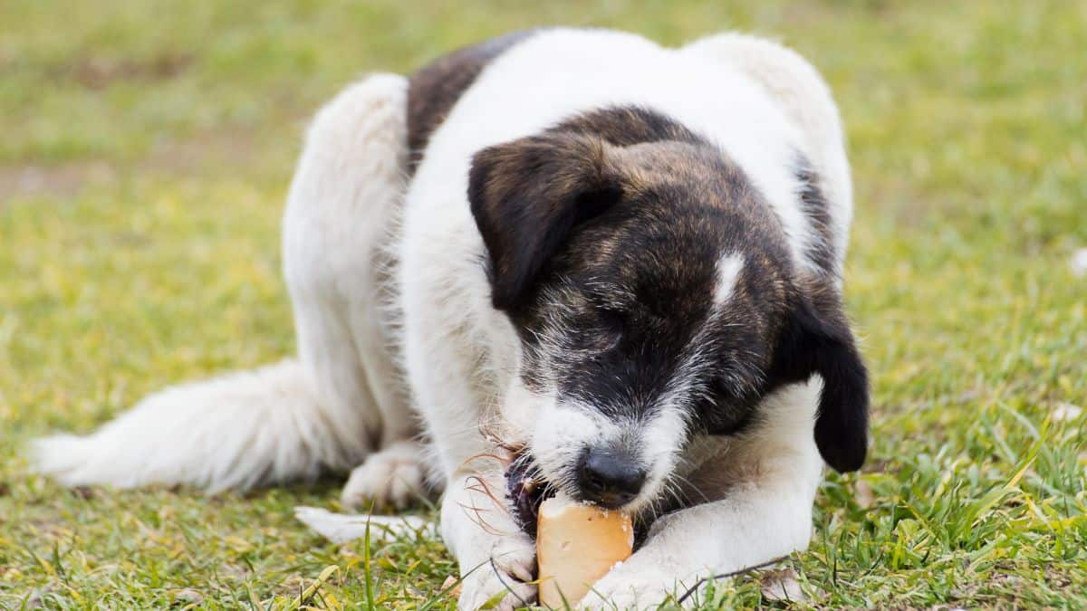 A dog chewing on a bone on the grass.