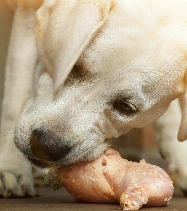 A labrador retriever nibbling on a raw chicken leg.