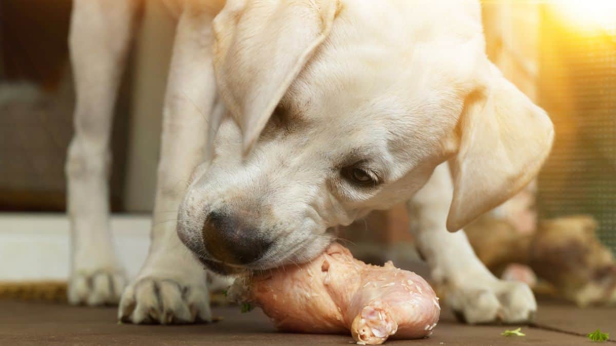 A labrador retriever nibbling on a raw chicken leg.