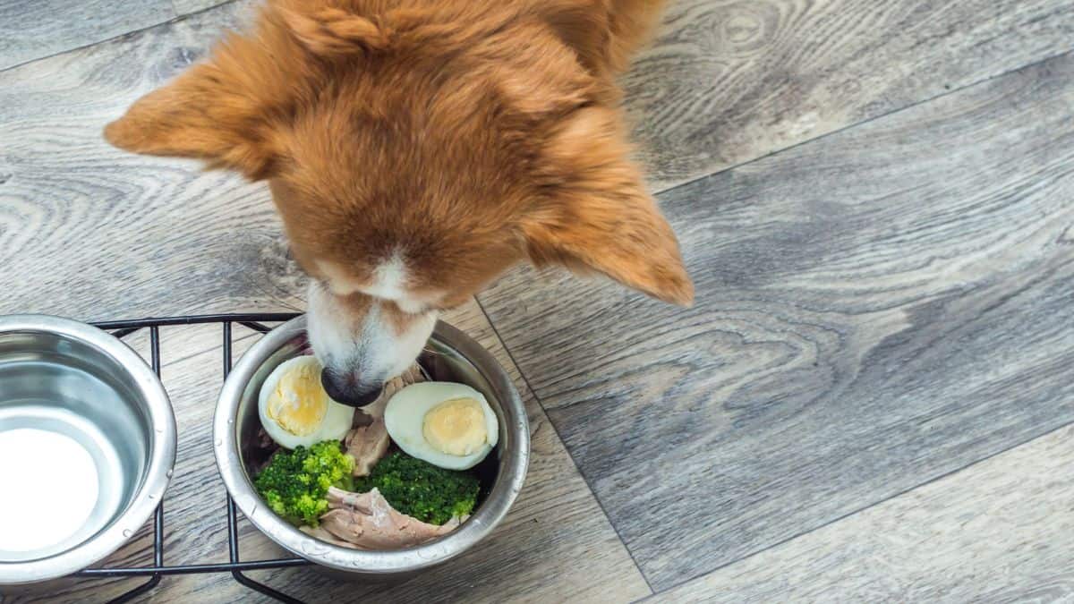 Dog eating a healthy meal of boiled eggs, broccoli, and meat from a bowl.