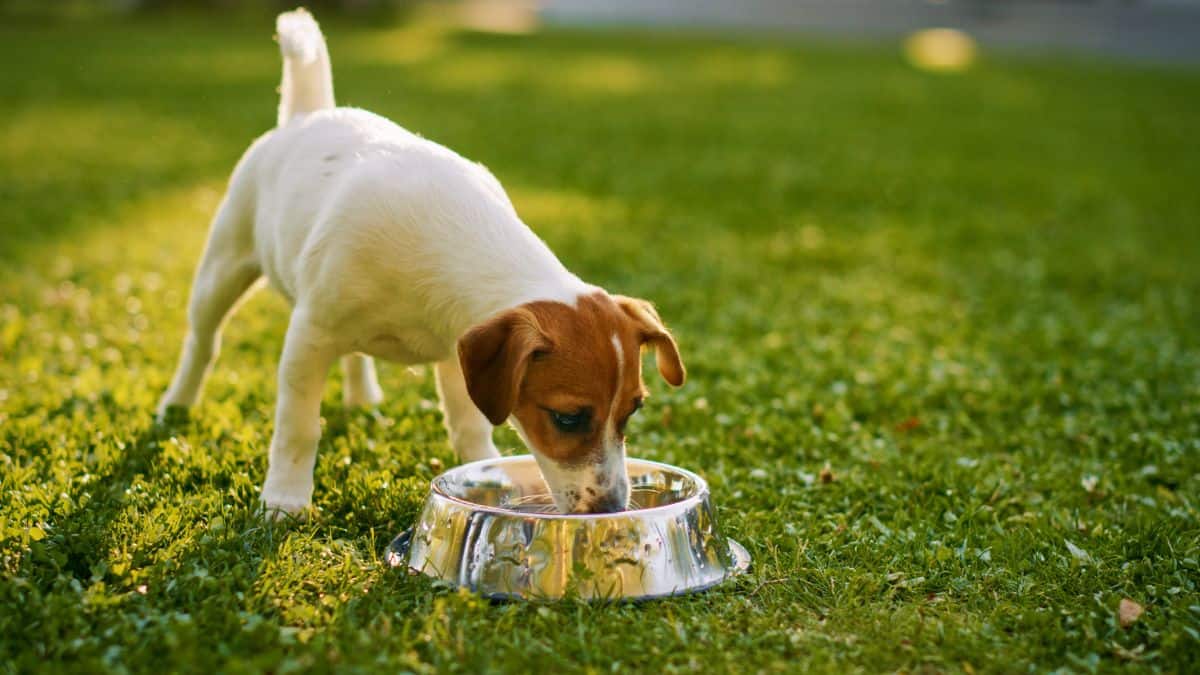 A jack russell terrier puppy drinking water from a bowl outdoors.