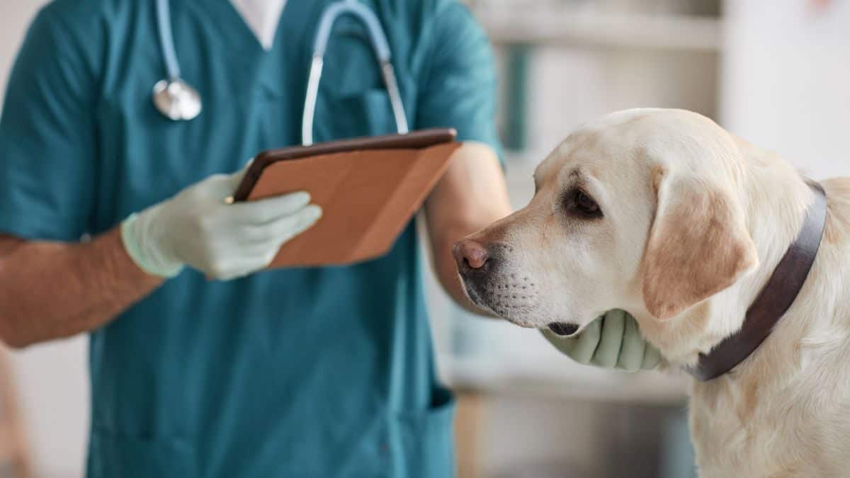 A dog attentively looks at a tablet held by a person in veterinary scrubs.