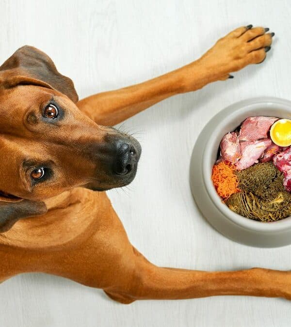 A brown dog patiently waiting before a bowl filled with common foods dogs are allergic to, including meat, an egg, and supplements.