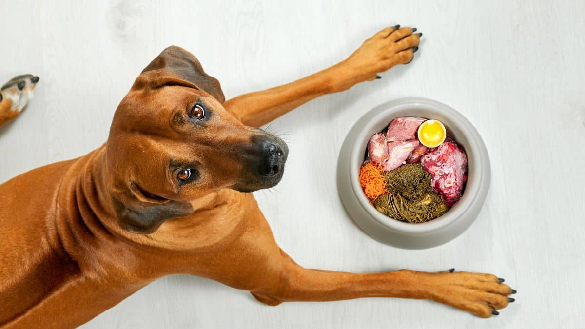 A brown dog patiently waiting before a bowl filled with common foods dogs are allergic to, including meat, an egg, and supplements.
