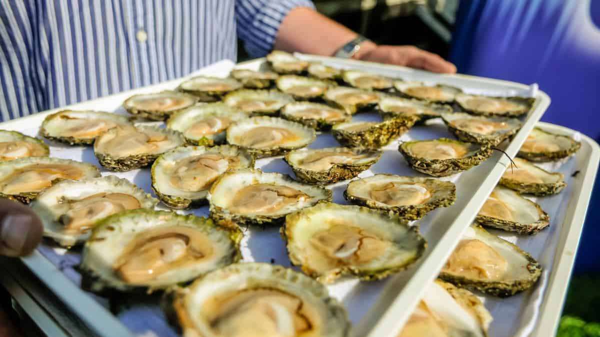 A person holds a tray of freshly shucked oysters at an outdoor event, ready to be served.