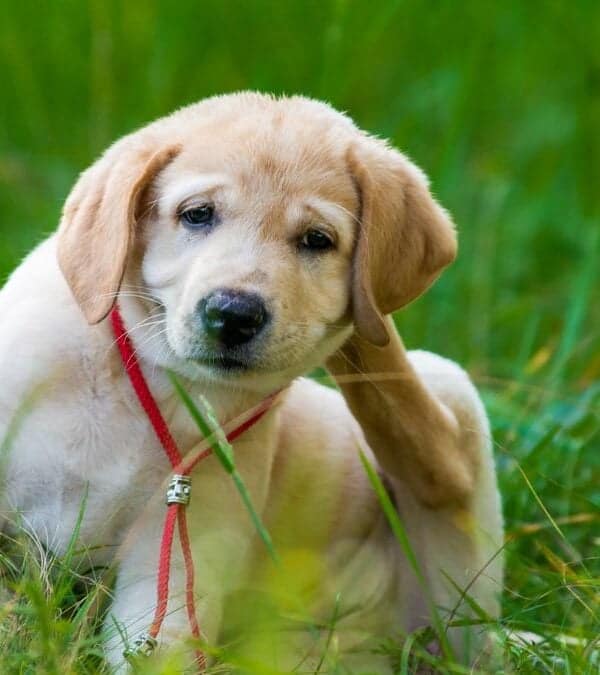 A young labrador puppy sitting in the grass with a red leash.