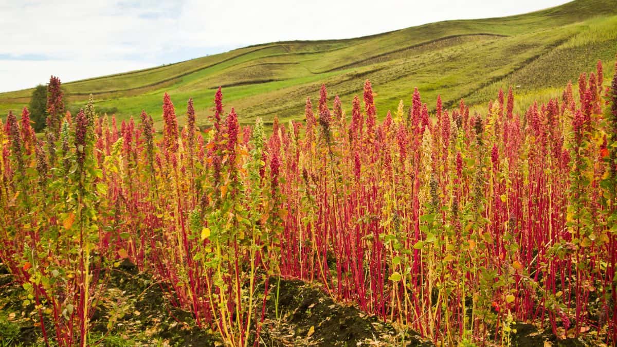 Field of vibrant red quinoa plants with lush green hills in the background under a clear sky.